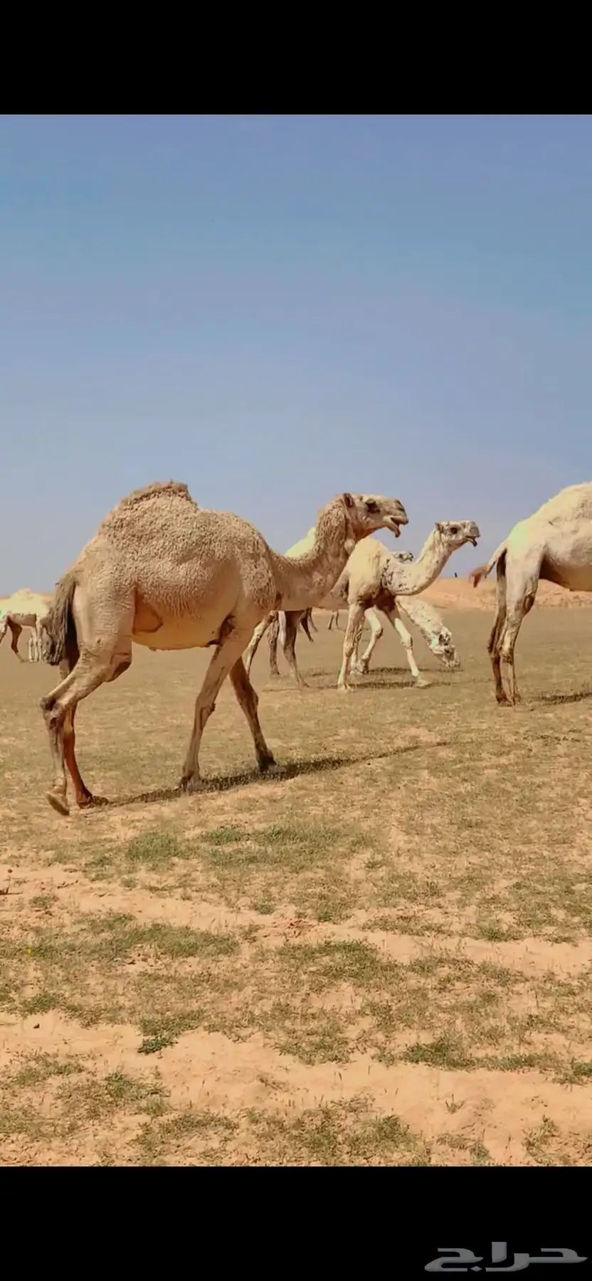 للبيع شقحه لقحه ثنو 1