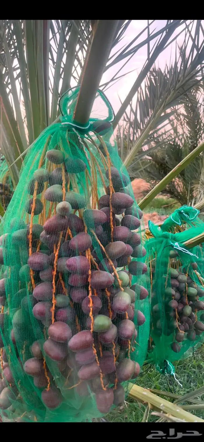 صيف مزرعه حبه فاخره مزرعه مخدومه الموقع خيبر السليم 0