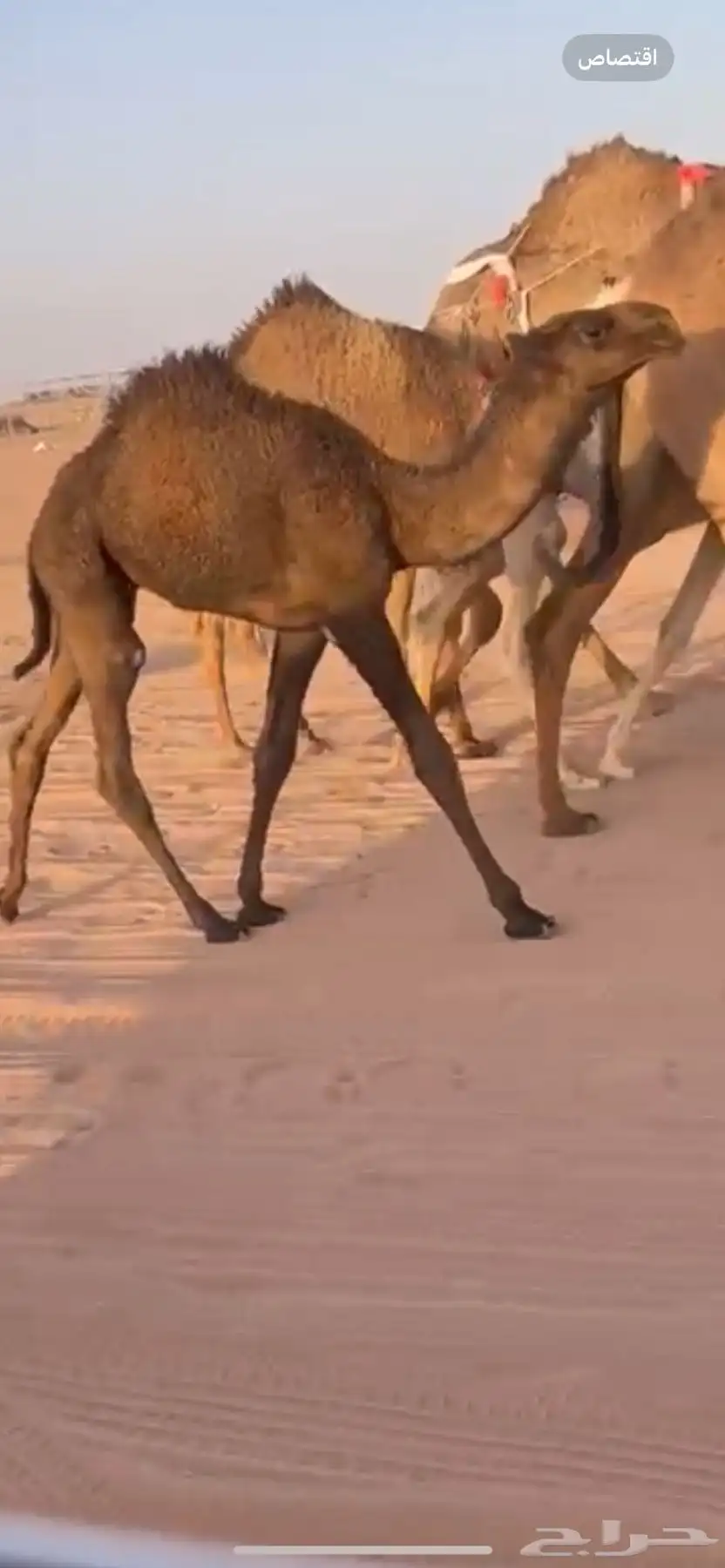 عشرا صفرا معها قعود 2