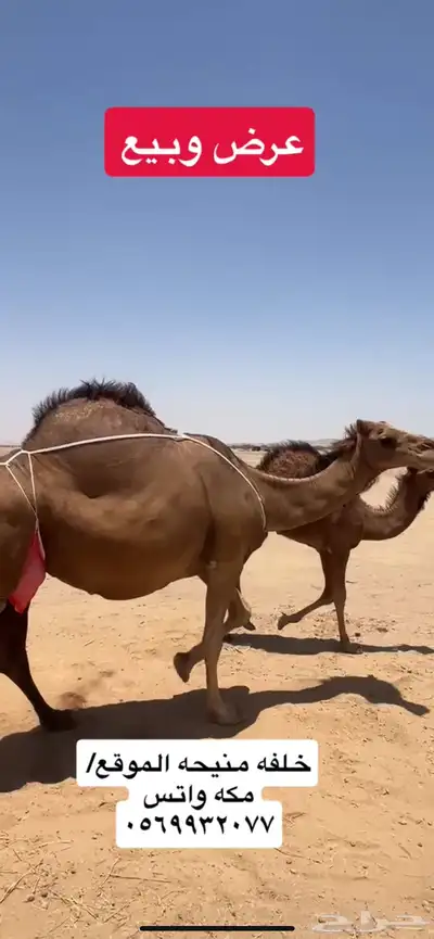 خلفه ساحليه(( تم البيع )) 3