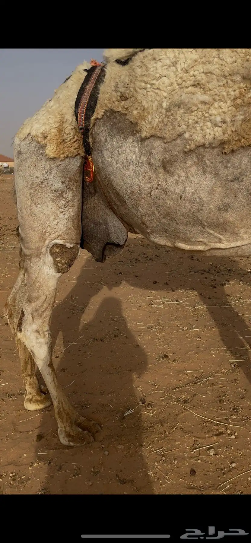 خلفه وضحى 4