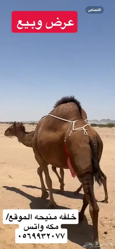 خلفه ساحليه(( تم البيع )) 1
