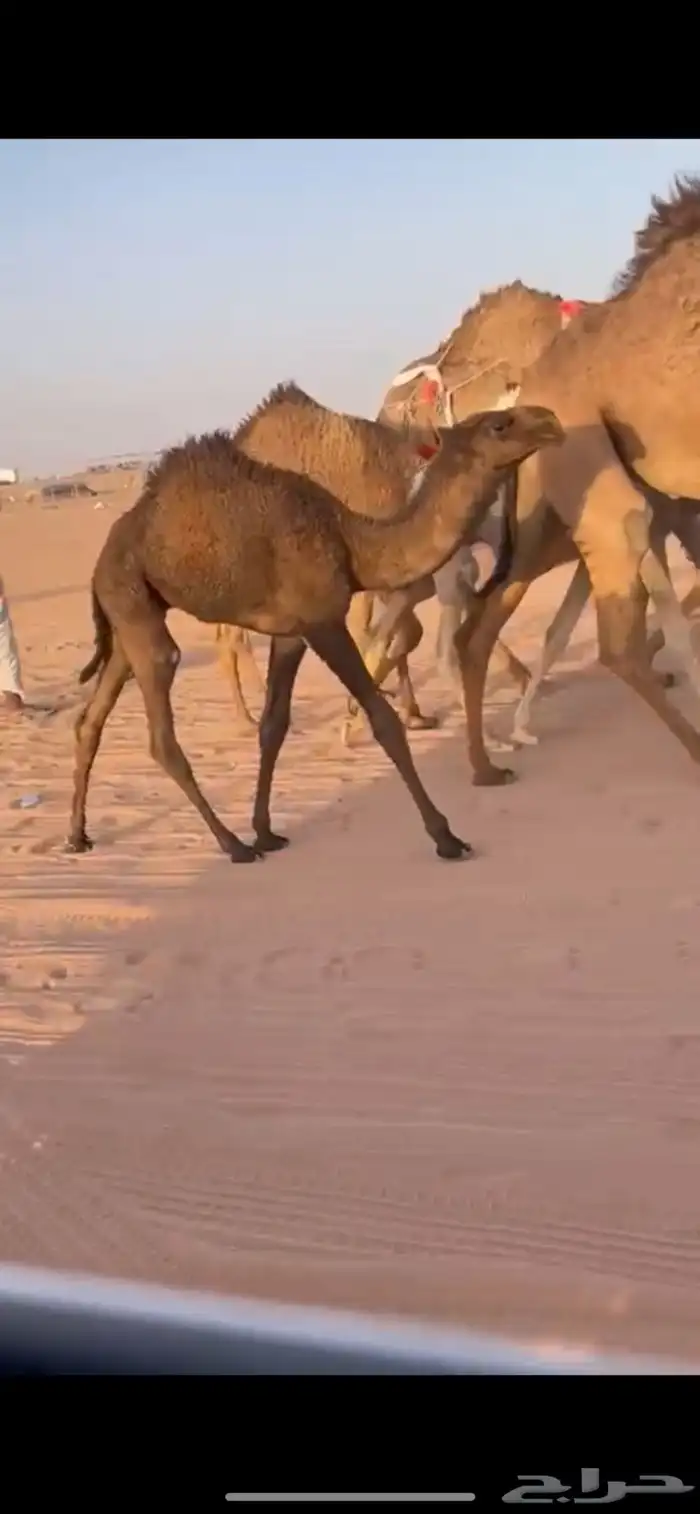 عشرا صفرا معها قعود 0