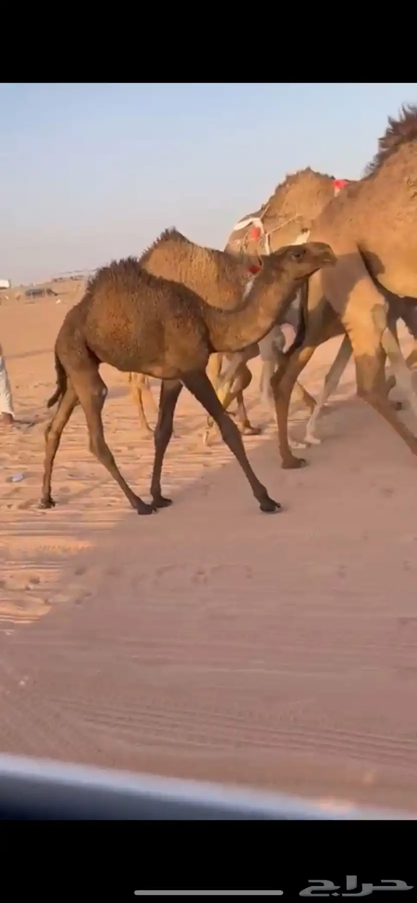 عشرا صفرا معها قعود 0