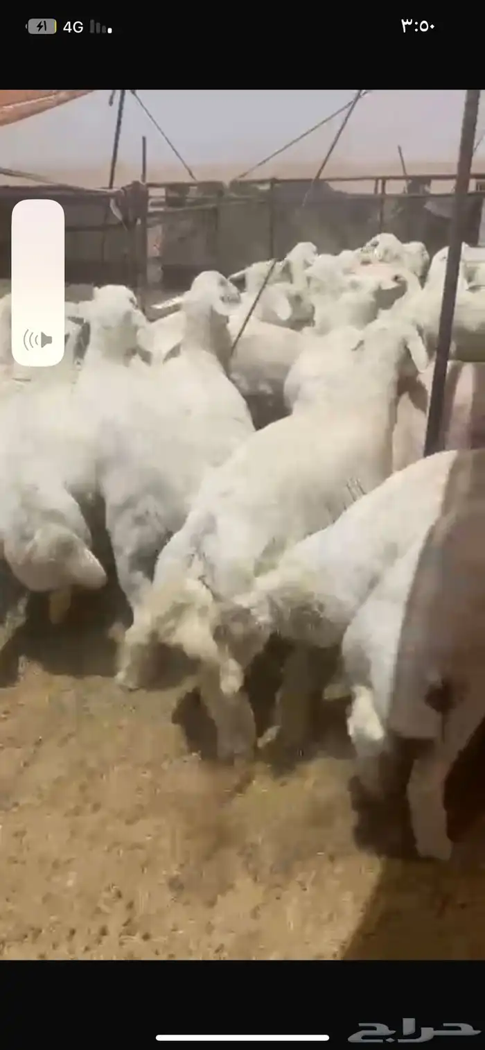 بهم حري شحم العدد60ورخال4 العمر6شهور الموقع شمال عفيف 1