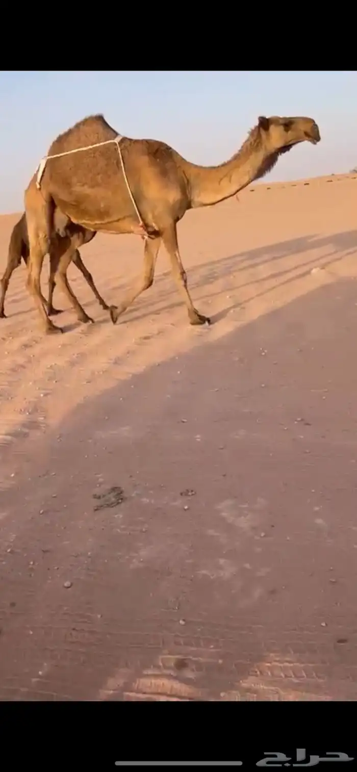 عشرا صفرا معها قعود 4