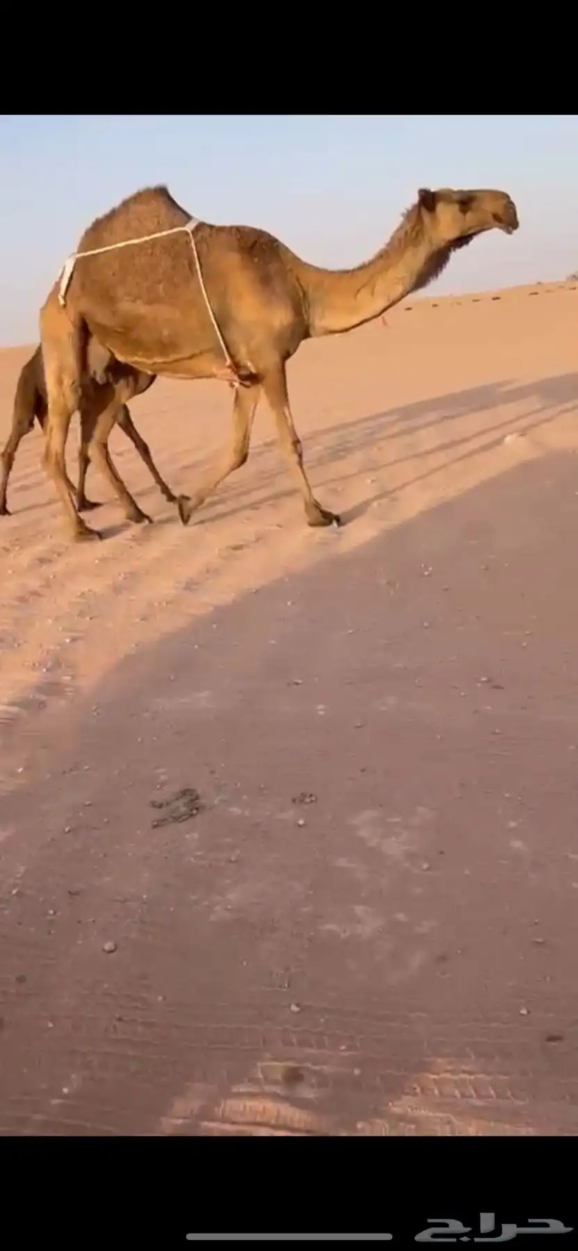 عشرا صفرا معها قعود 4