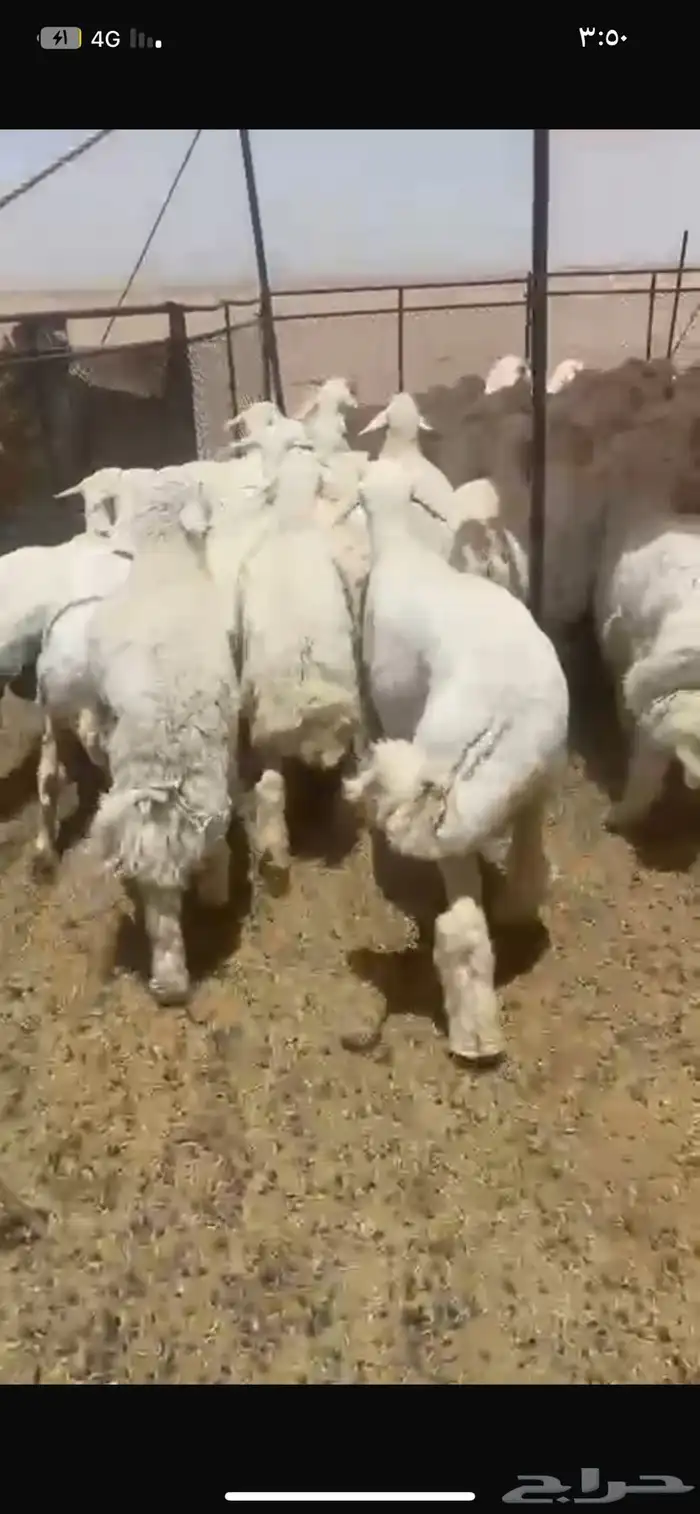 بهم حري شحم العدد60ورخال4 العمر6شهور الموقع شمال عفيف 3