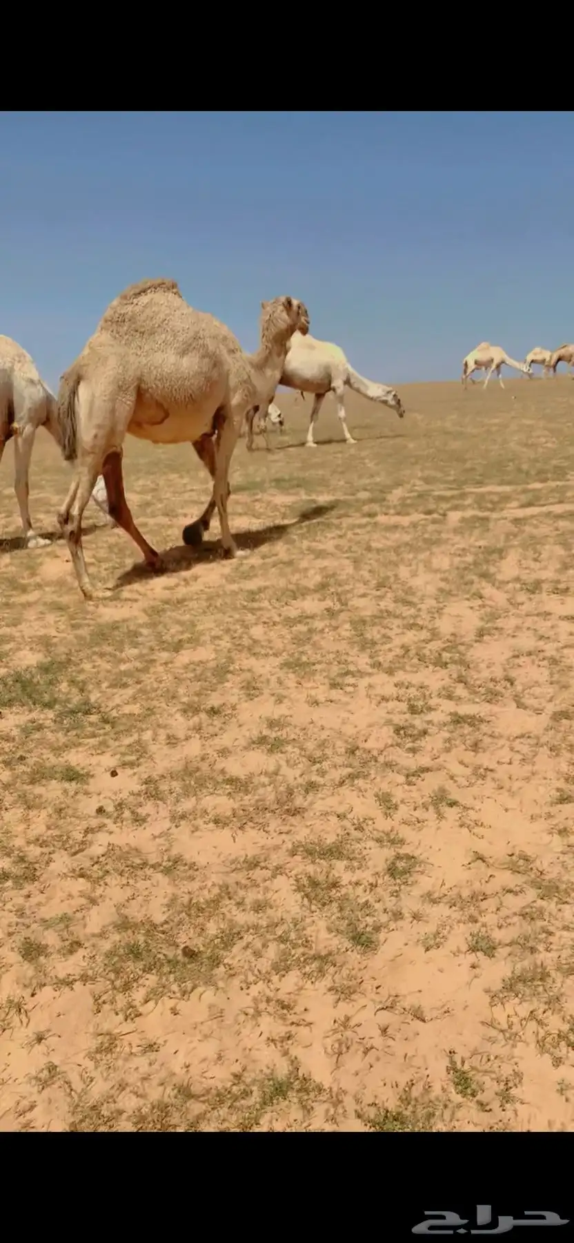 للبيع شقحه لقحه ثنو 2