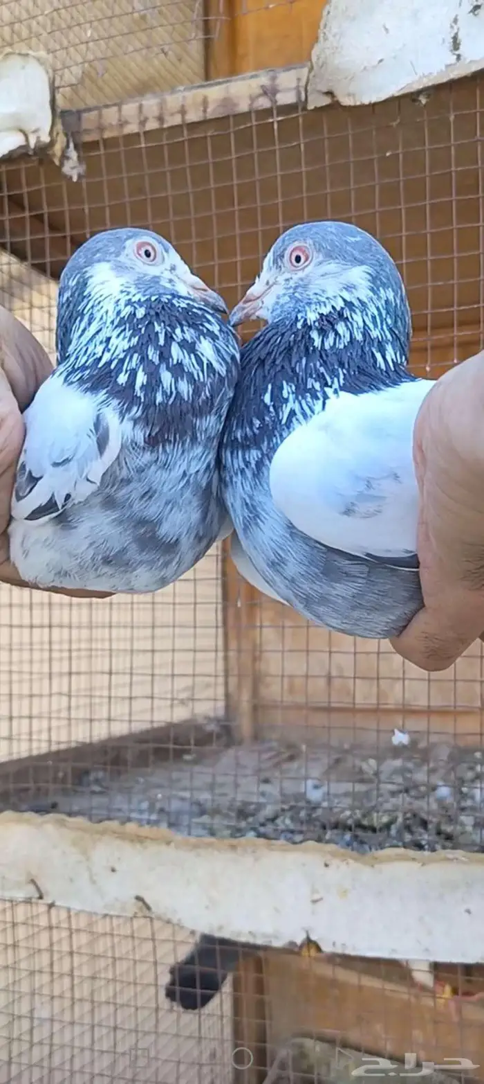 نيل دومبا جوز باكستاني 1