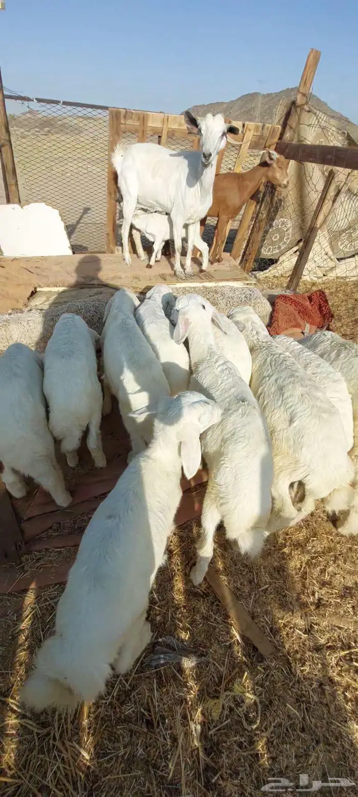 بهم. وطليان رفيدي شحم وضان 4