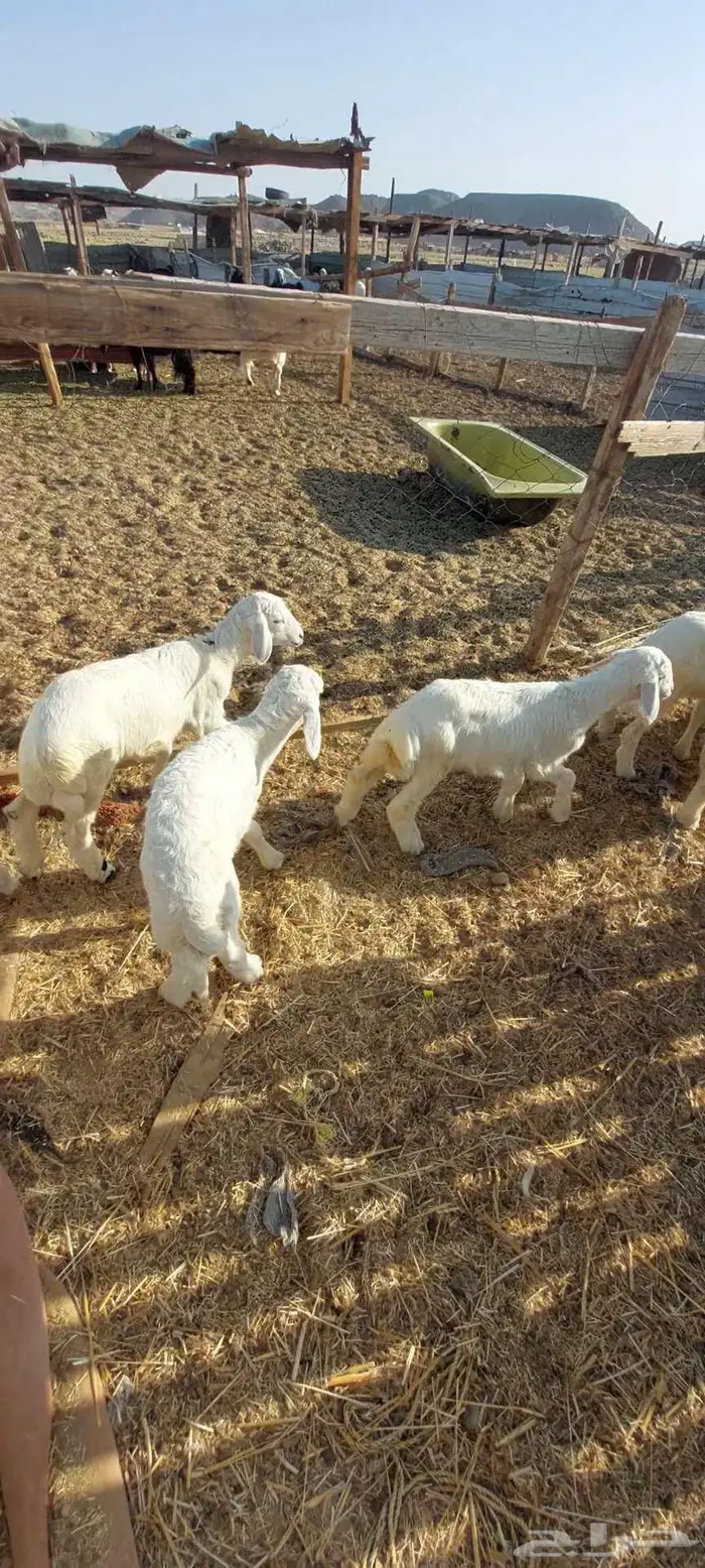 بهم. وطليان رفيدي شحم وضان 2