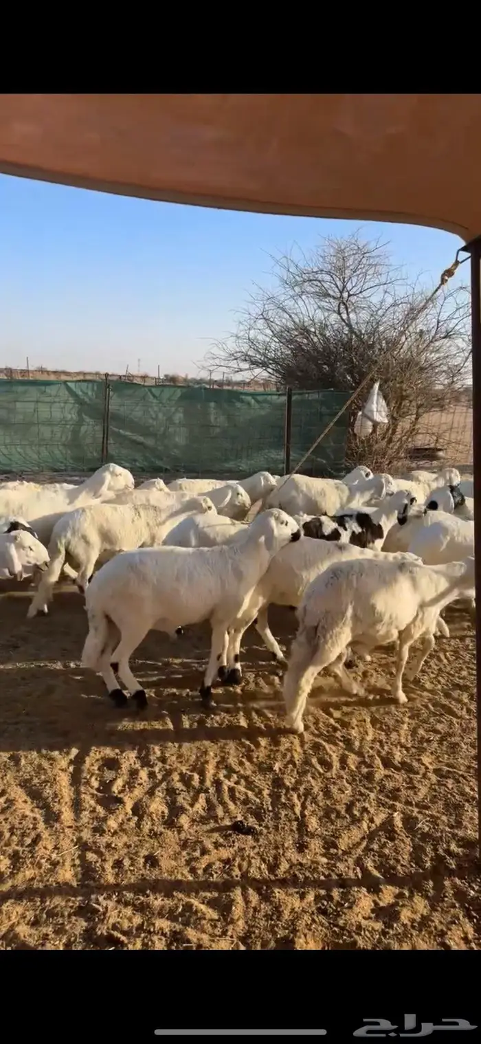 سواكن طيبه للبيع 2