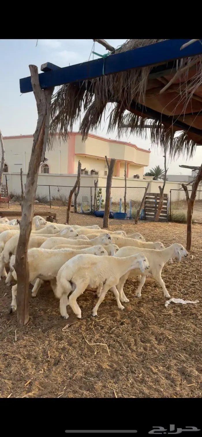 جنوب القنفذة 1