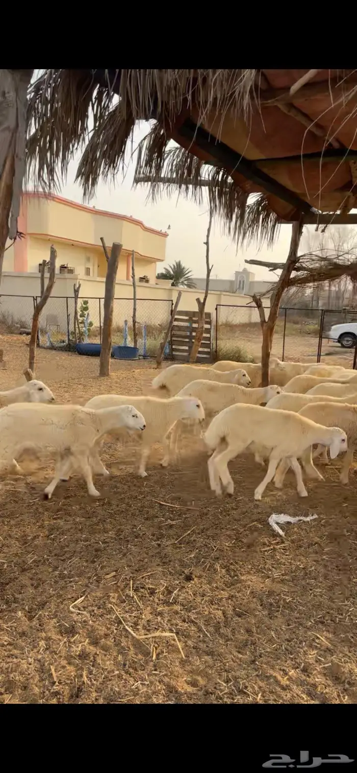 جنوب القنفذة 3