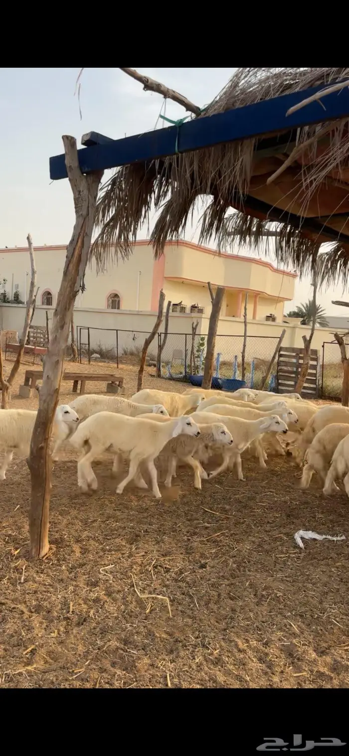 جنوب القنفذة 2