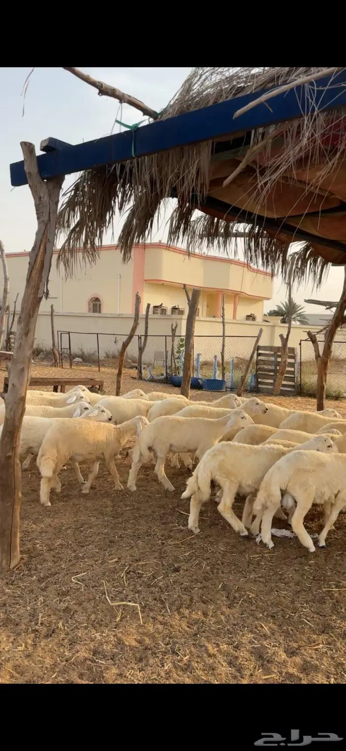 جنوب القنفذة 0