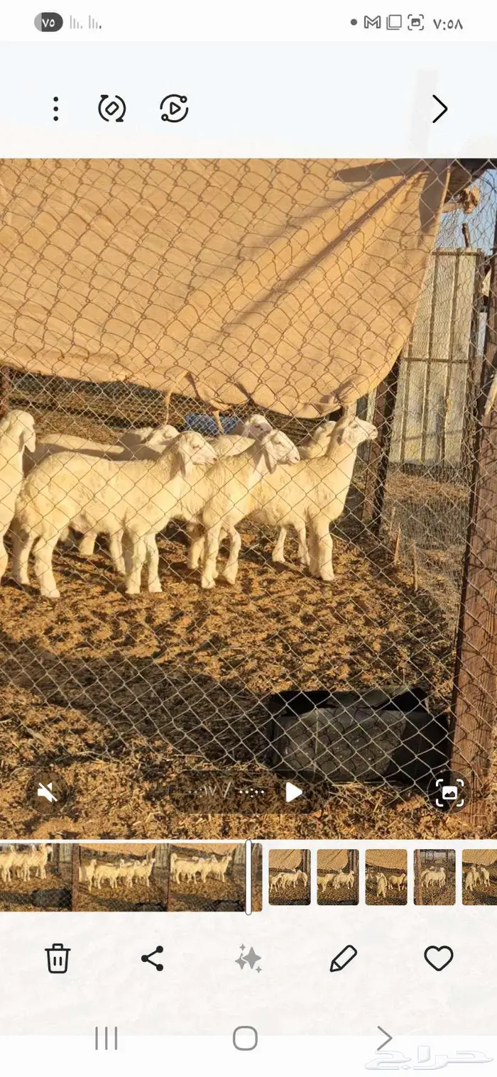 بهم للبيع تم البيع 1