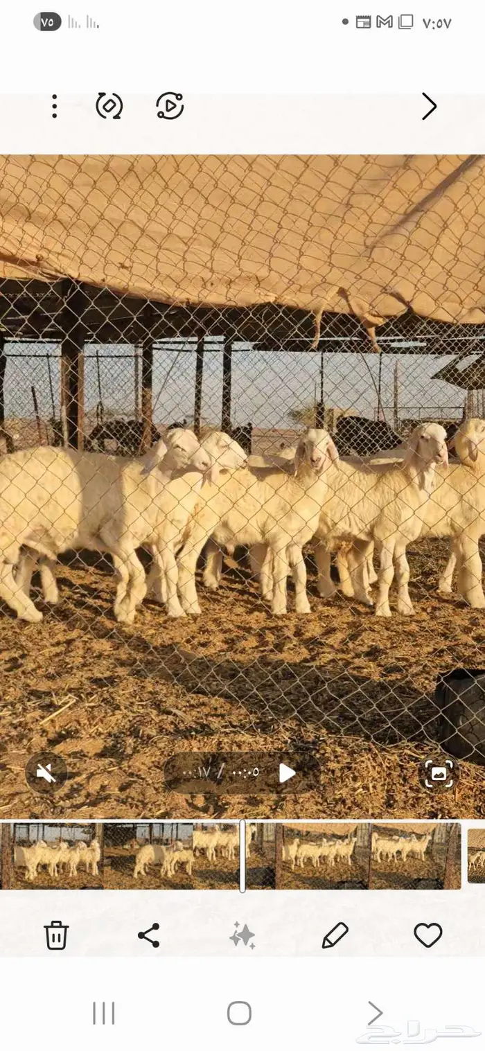 بهم للبيع تم البيع 2