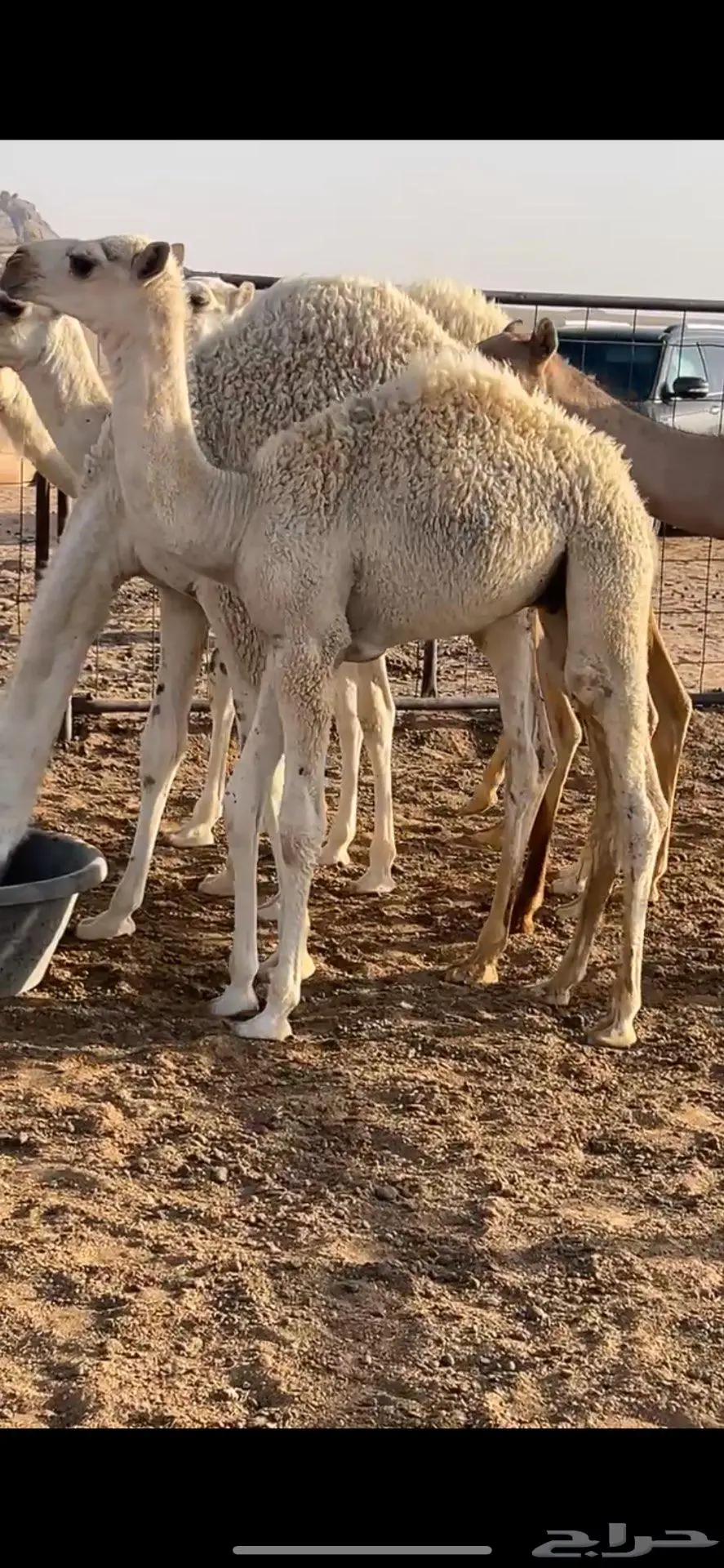 حاشي لباني 0
