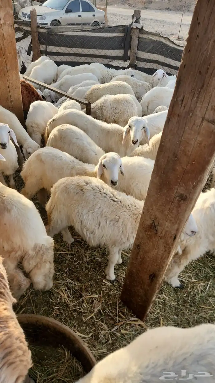 غنم حري أوزان مختلفه جدعان 0