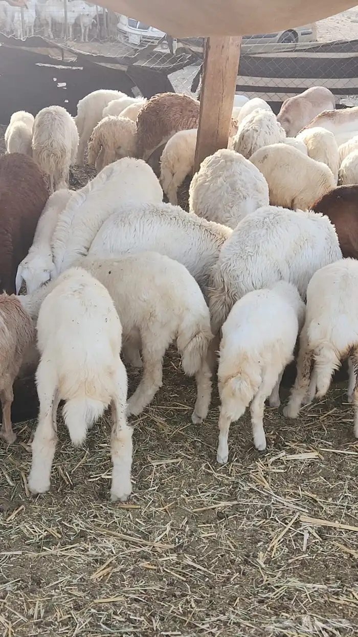 غنم حري أوزان مختلفه جدعان 1