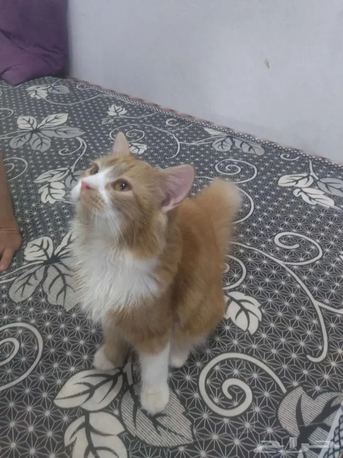 قط شيرازي للبيع 0