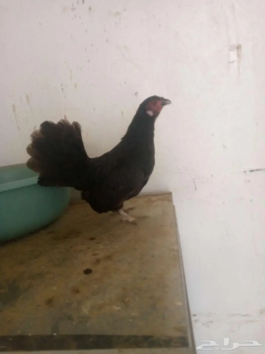 دجاج سبرايت اصيل 0