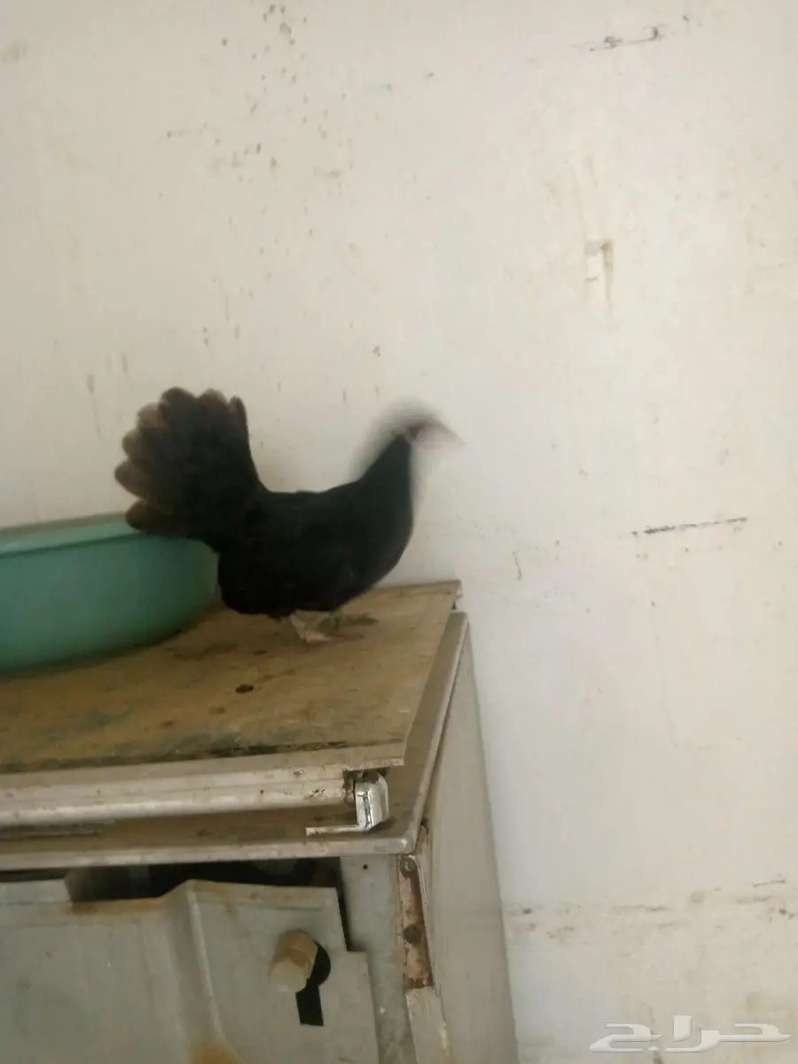 دجاج سبرايت اصيل 1