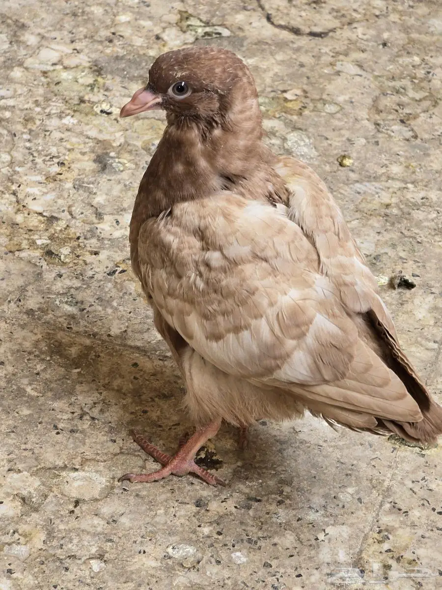 مجموعة حمام مودينا 10 حبات 9