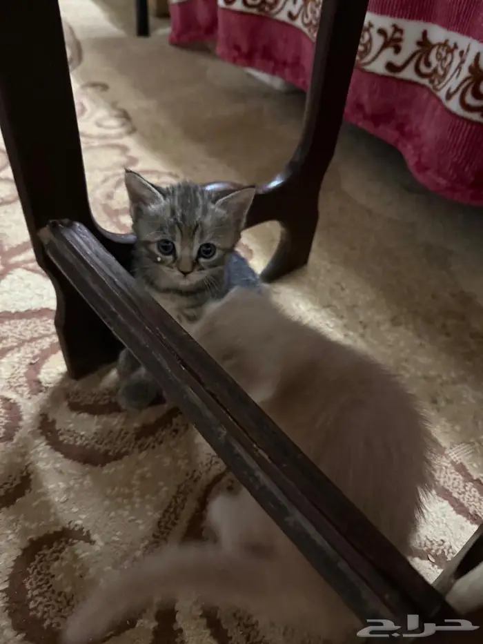 3إيناث سكوتش مع الام للبيع تبي وحده منها او كلها تعال خاص 5