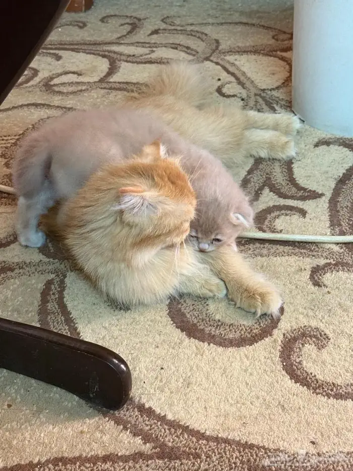 3إيناث سكوتش مع الام للبيع تبي وحده منها او كلها تعال خاص 1