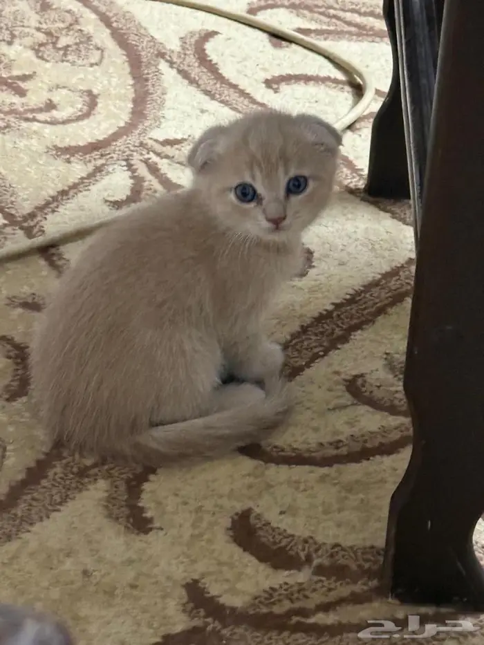 3إيناث سكوتش مع الام للبيع تبي وحده منها او كلها تعال خاص 3