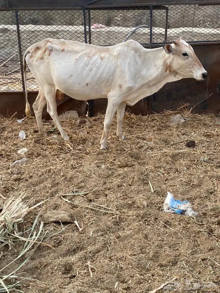 بقر للبيع 1