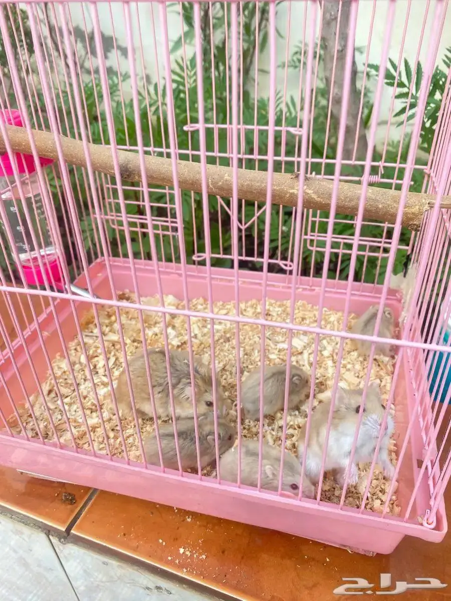 هامستر 1