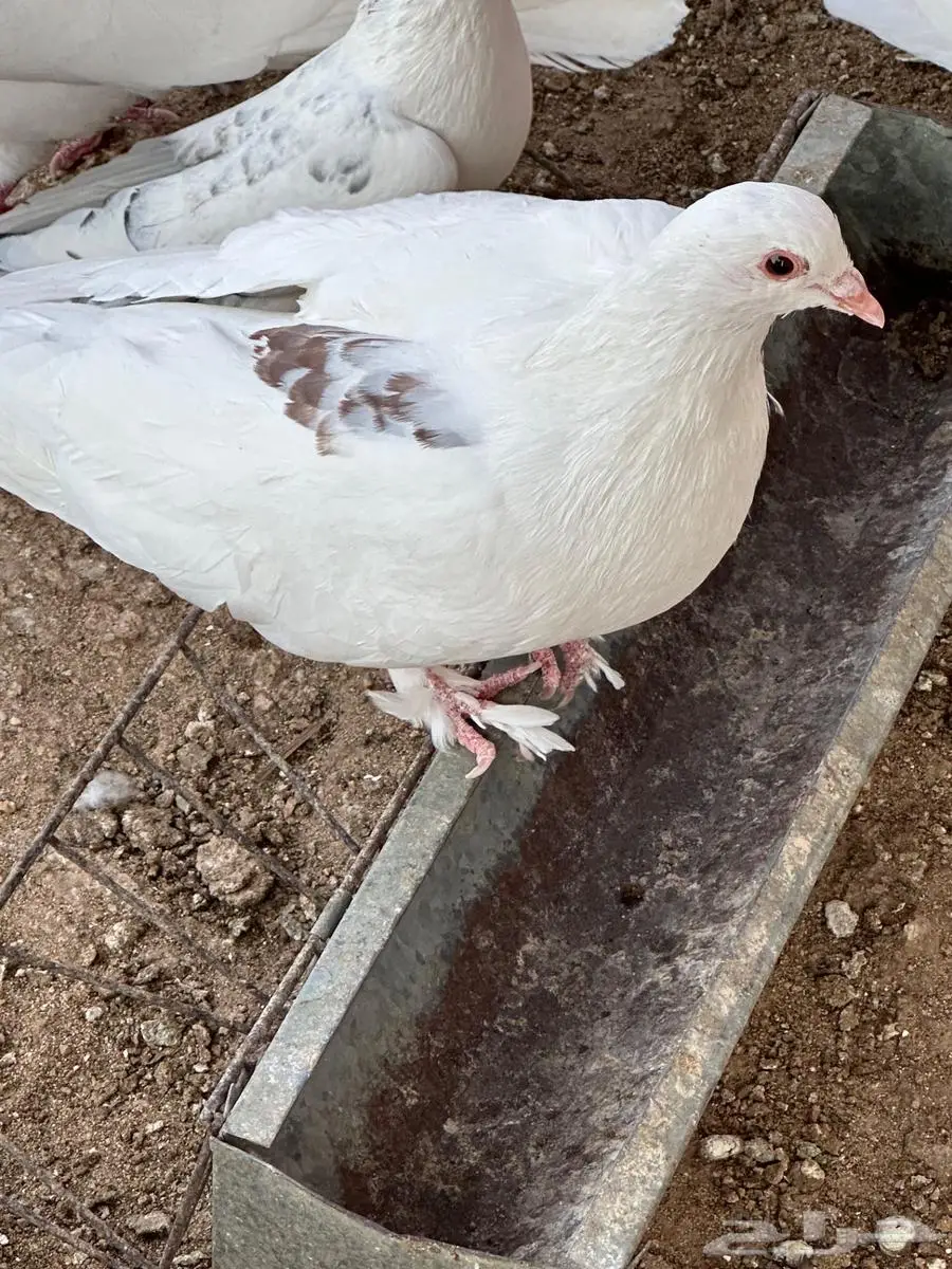 حمام مشكل 4