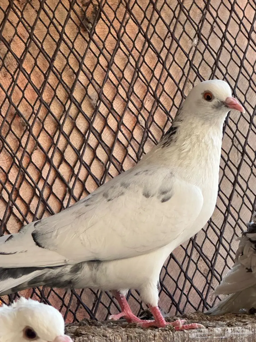 حمام مشكل 9