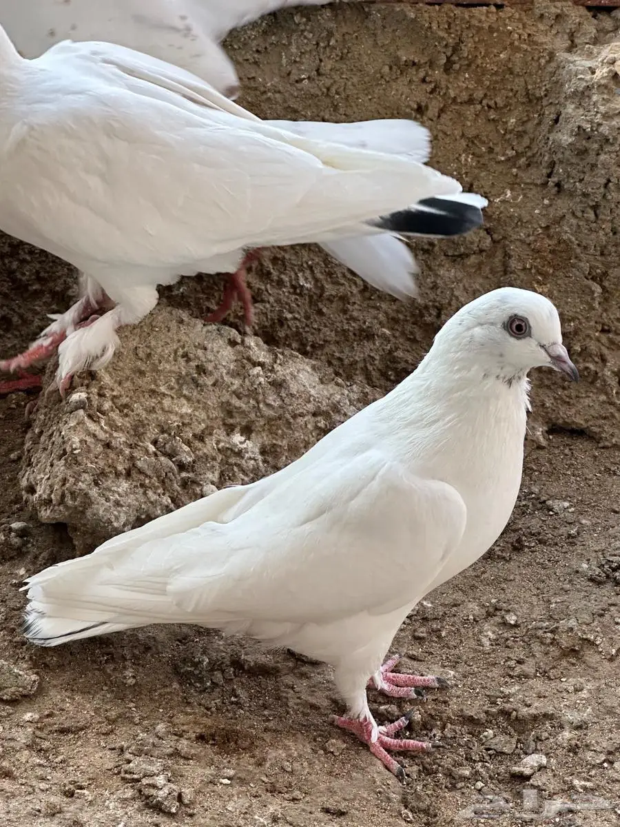 حمام مشكل 5