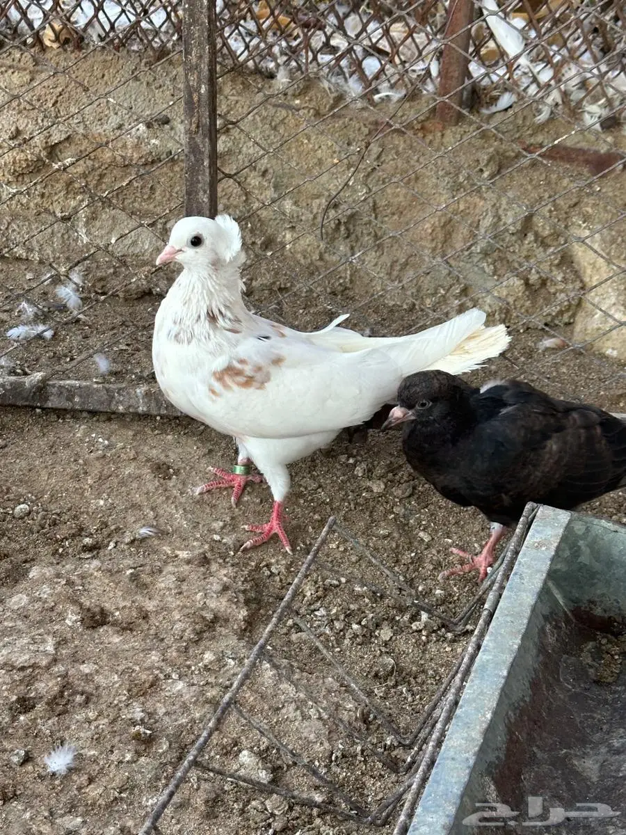 حمام مشكل 8