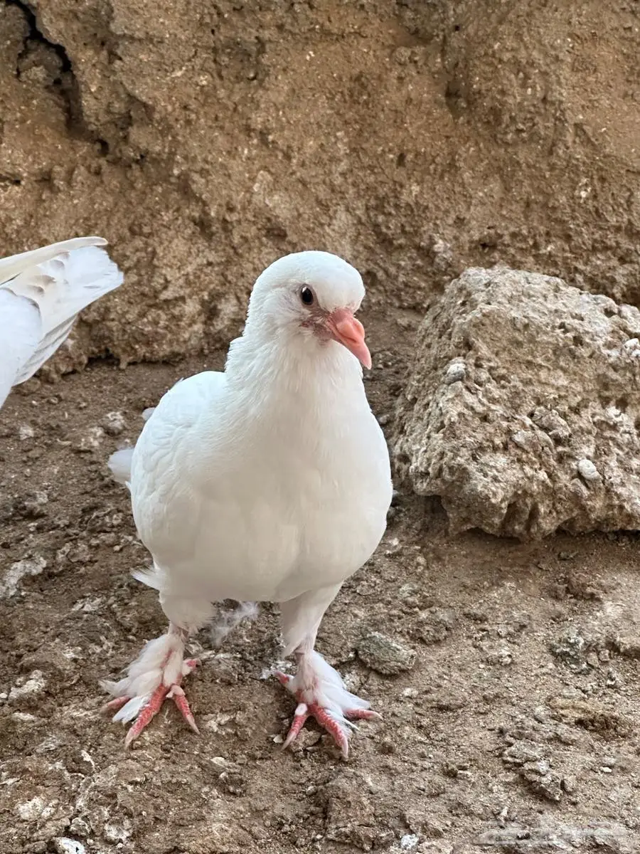 حمام مشكل 10