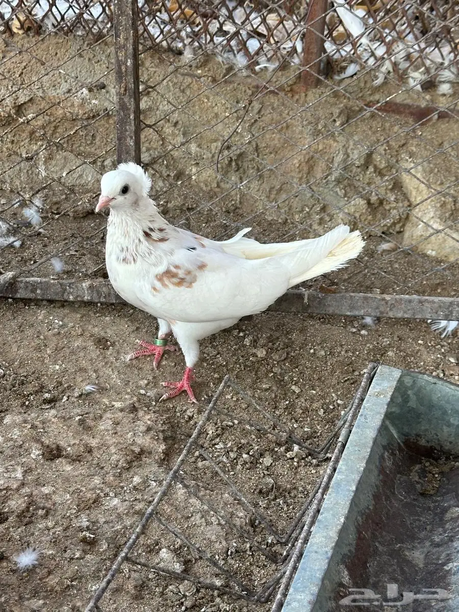 حمام مشكل 1