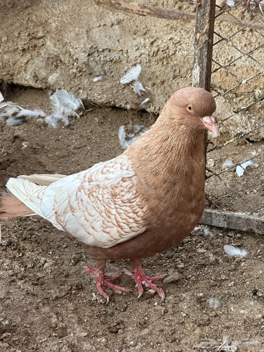 حمام مشكل 0