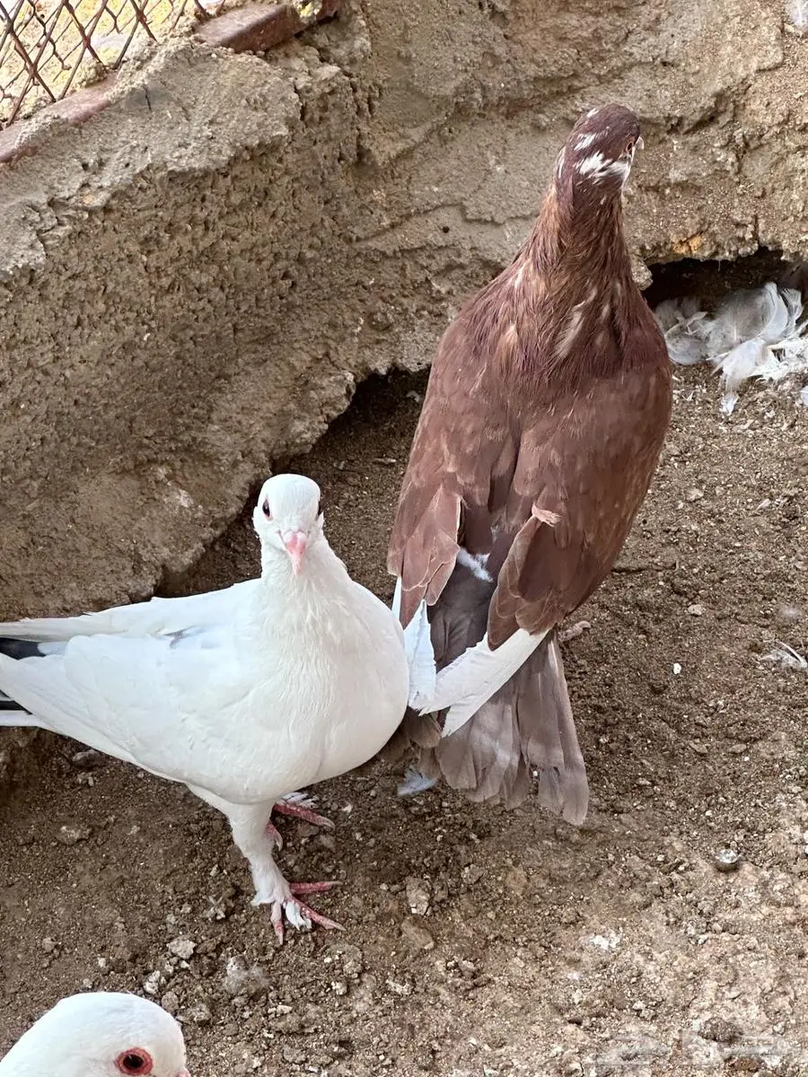 حمام مشكل 12
