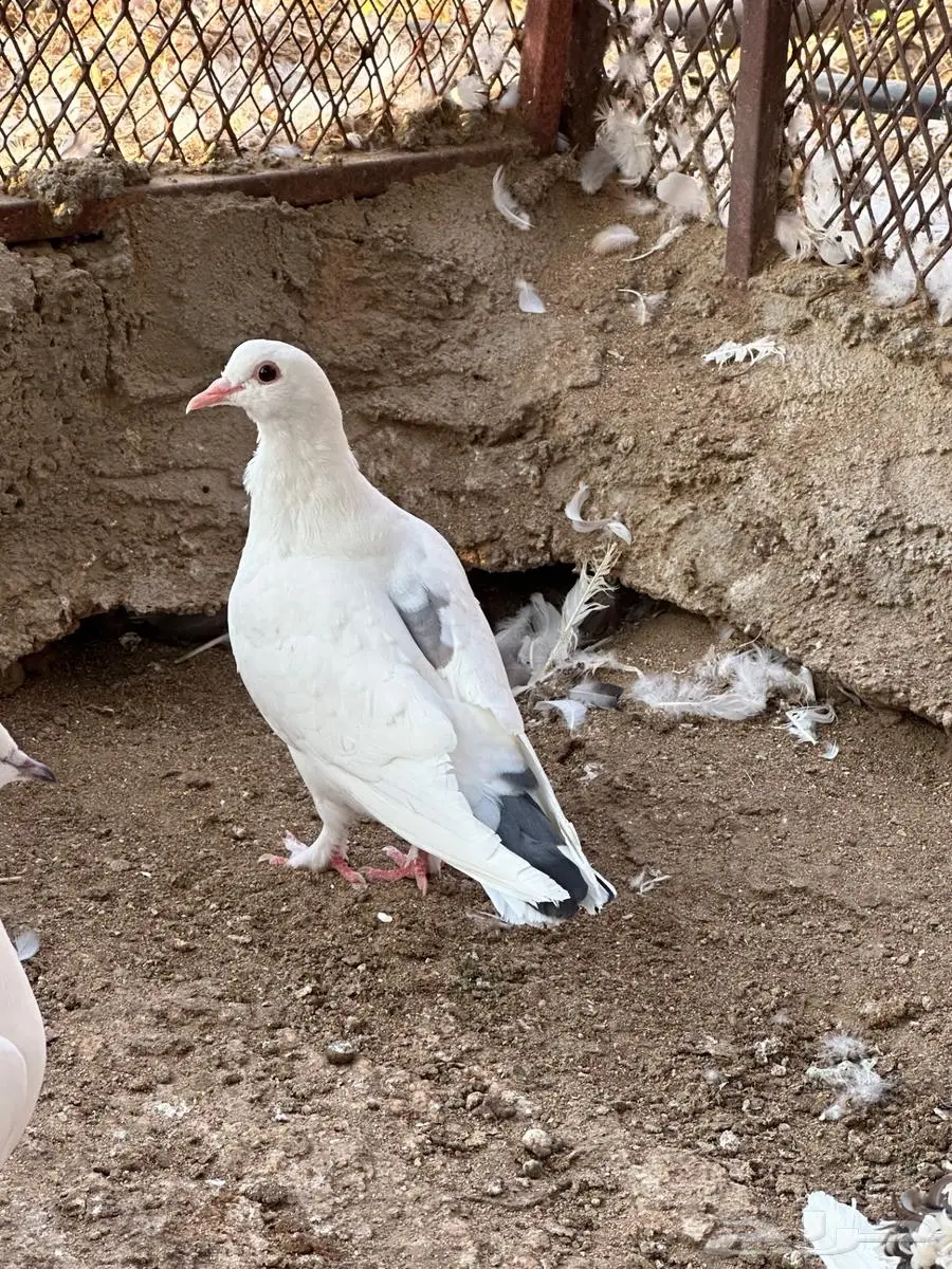 حمام مشكل 2