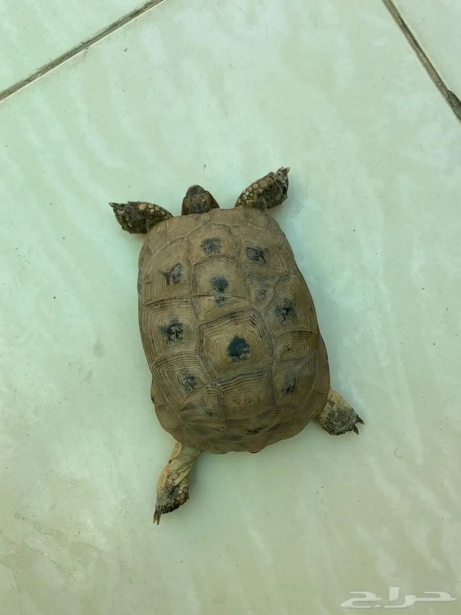 سلاحف للبيع 0