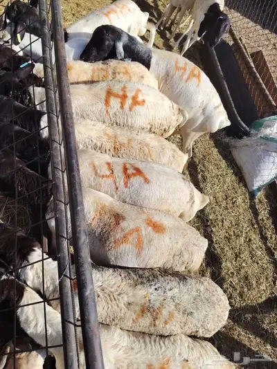 غنم مربي للبيع 7