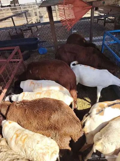 غنم مربي للبيع 4