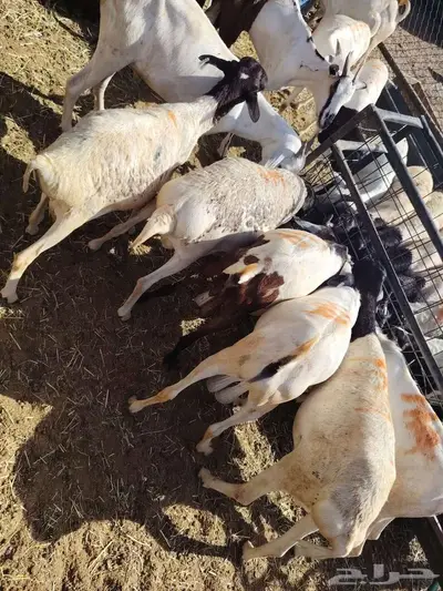 غنم مربي للبيع 6