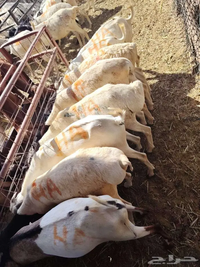 غنم مربي للبيع 1