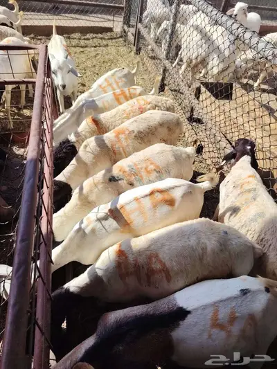 غنم مربي للبيع 0
